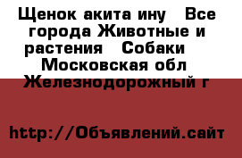 Щенок акита ину - Все города Животные и растения » Собаки   . Московская обл.,Железнодорожный г.